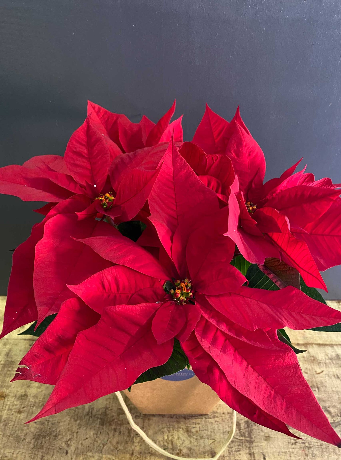 FLOR DE PASCUA