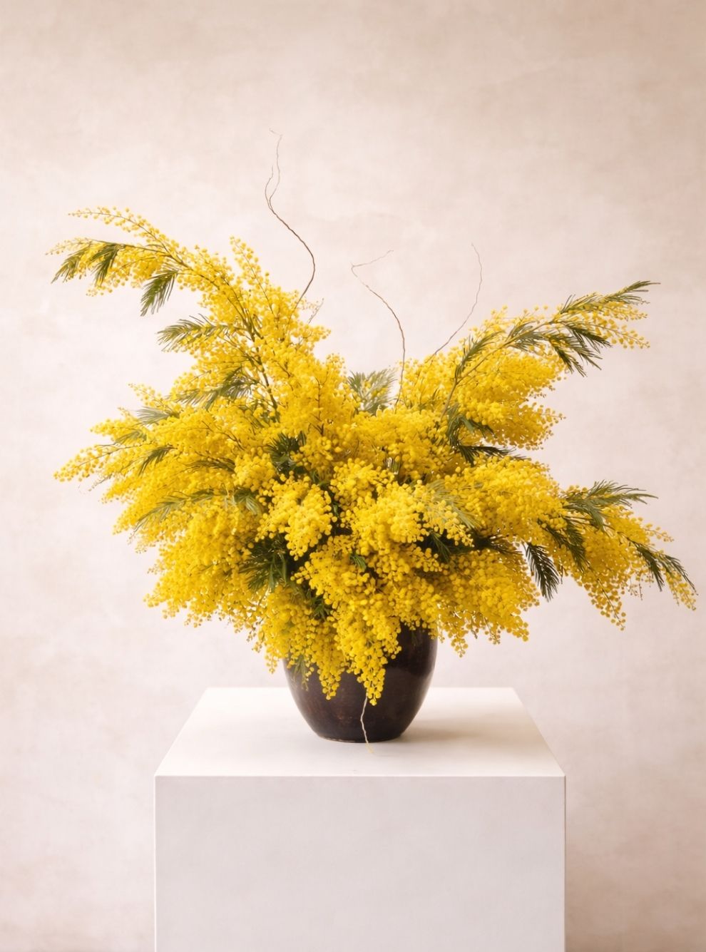 RAMO MIMOSA XL