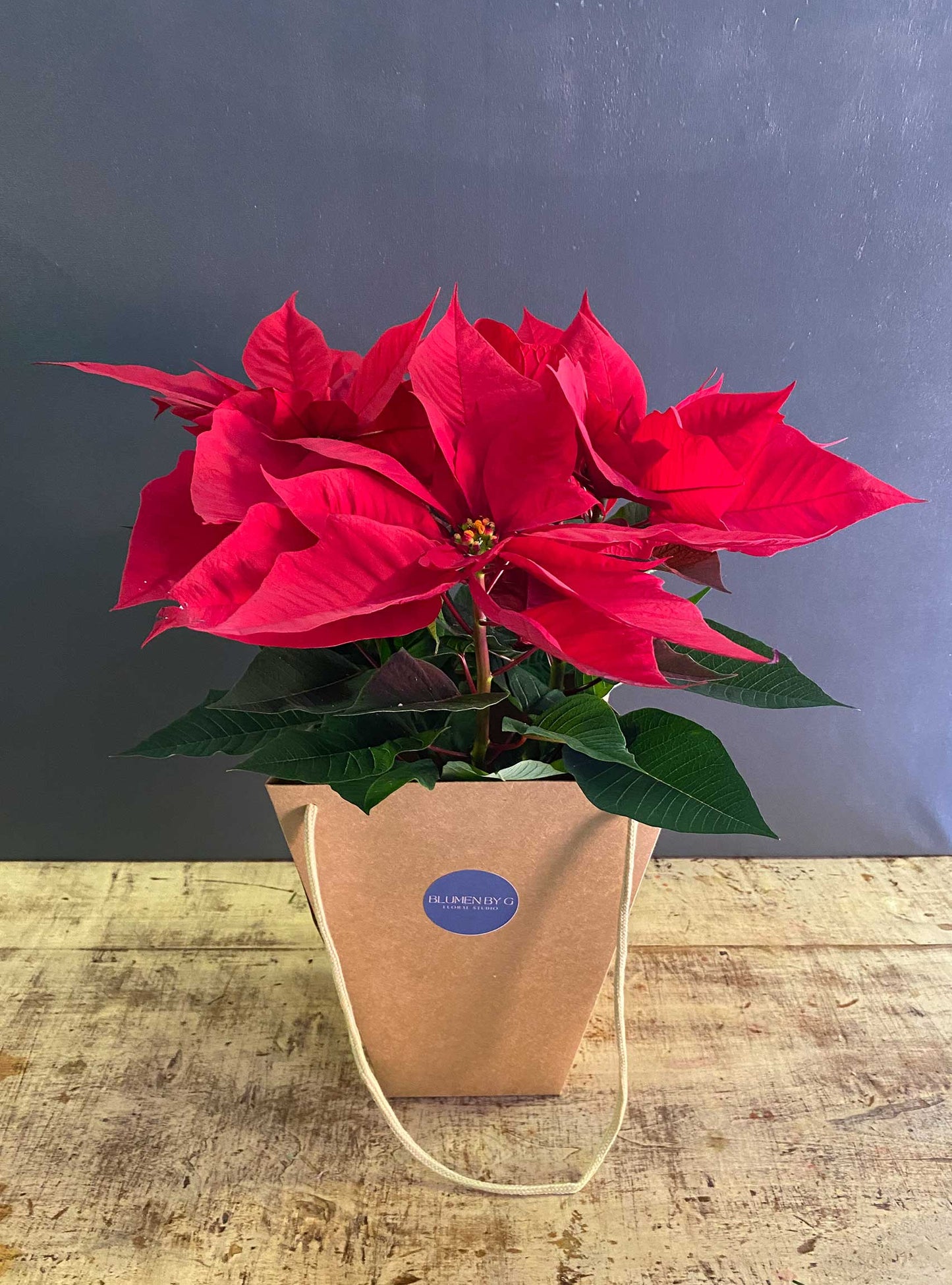 FLOR DE PASCUA